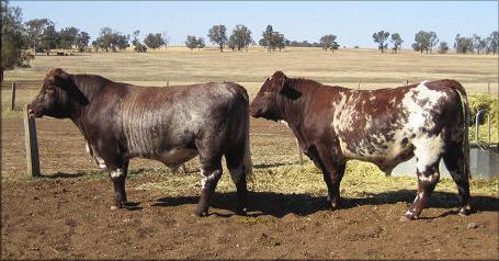 Caskieben Vagabond B02 & Caskieben Condamine